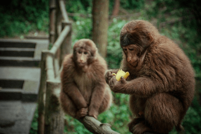 emei-monkey