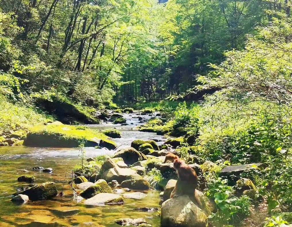 golden-whip-stream