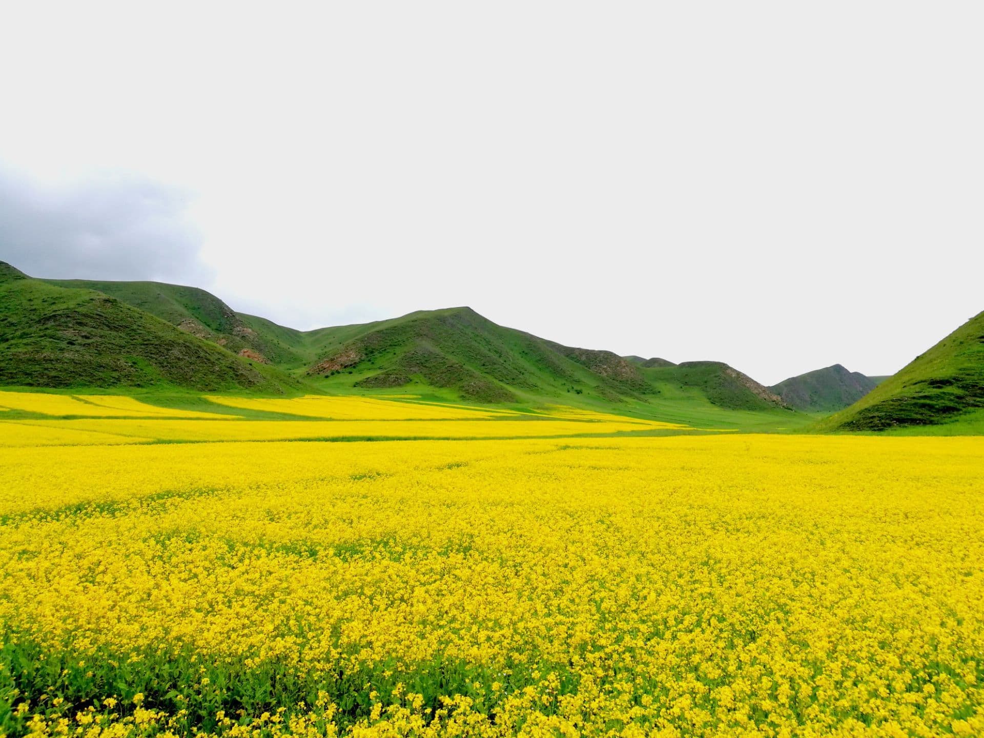 ngoring-flower-sea