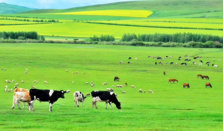 hulunbuir-grassland
