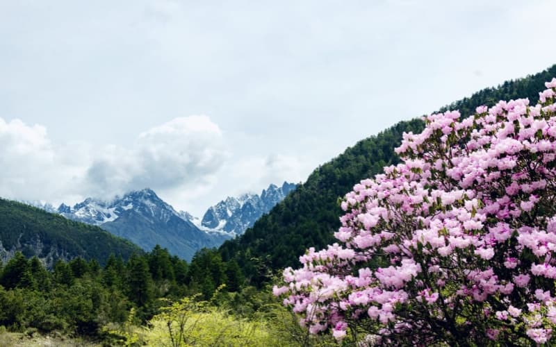 mugecuo-scenic-spot