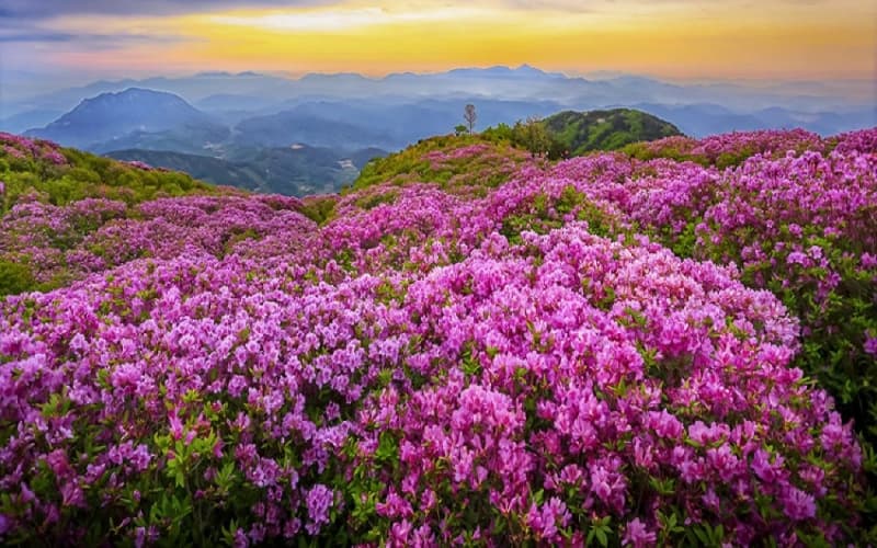 bijie-rhododendron-scenic-area