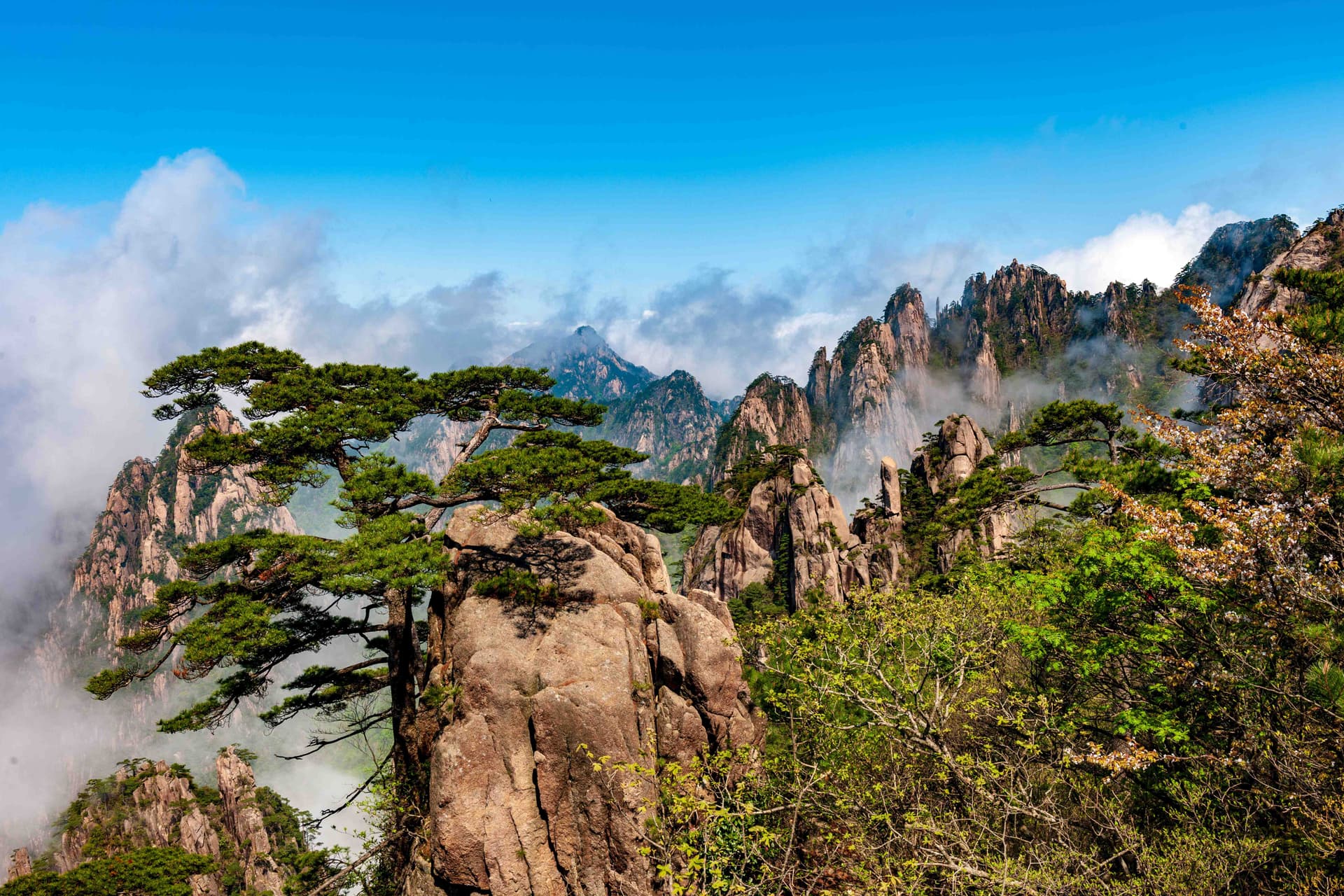 huangshan-pine-trees huangshan-pine-trees
