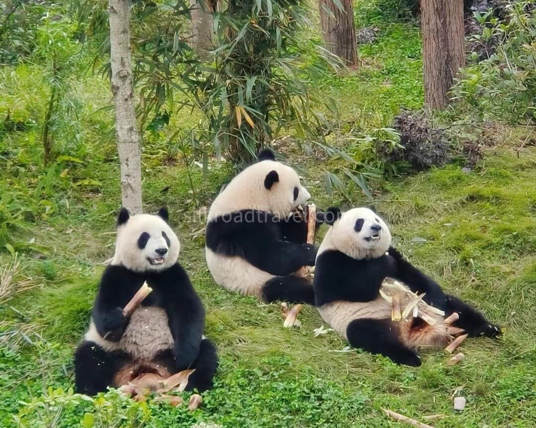 giant-panda-base-1