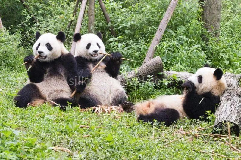 giant-panda-base