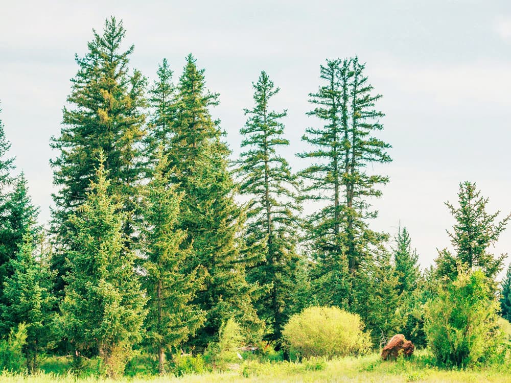 spruce-forest