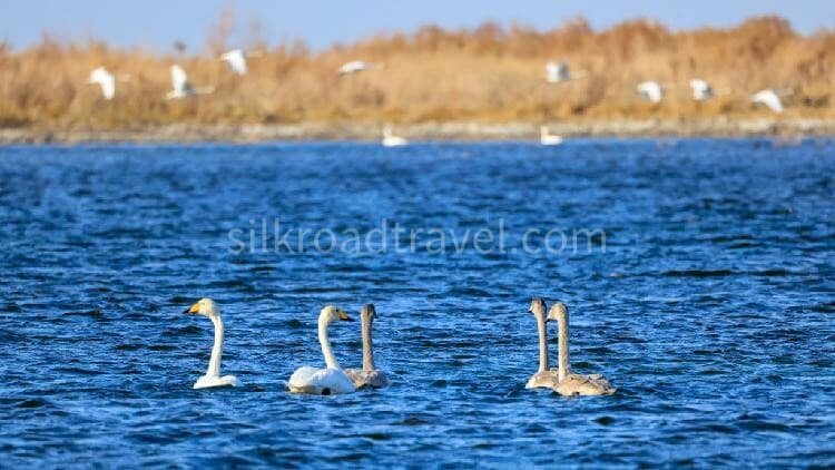 bosten-lake
