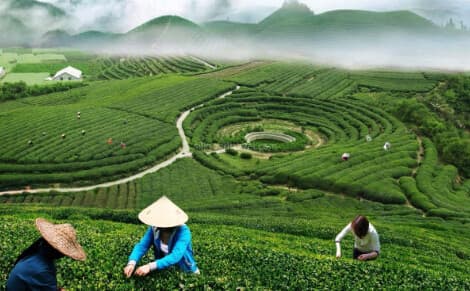 longjing-tea