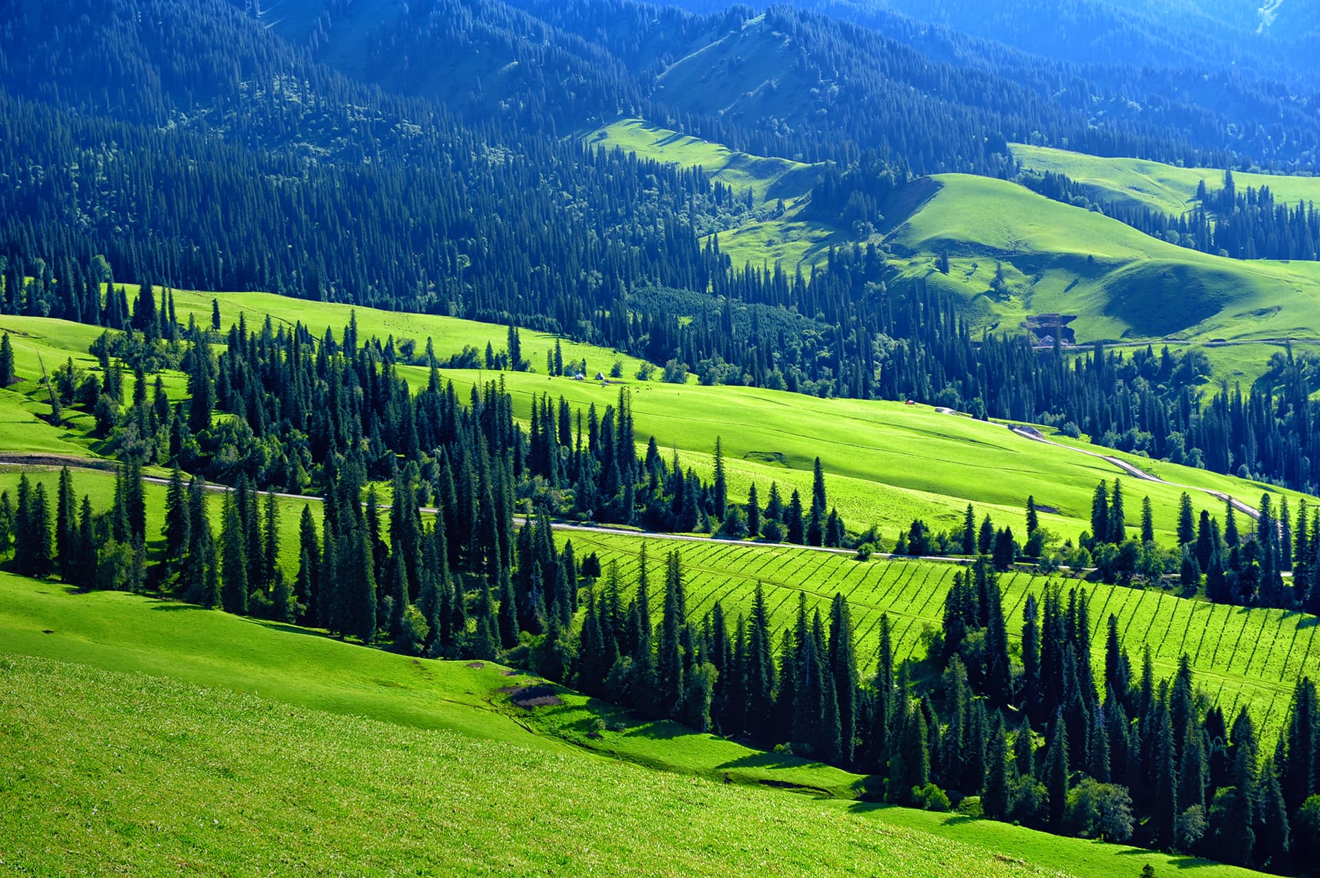 nalati-grassland