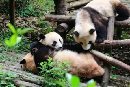 panda