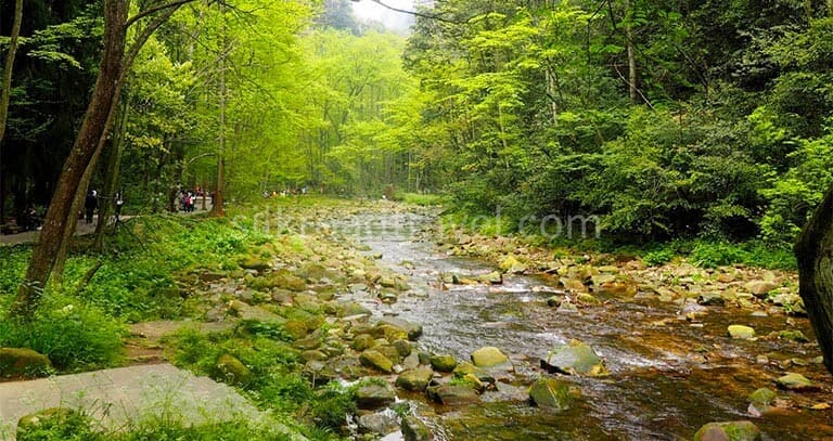 golden-whip-stream