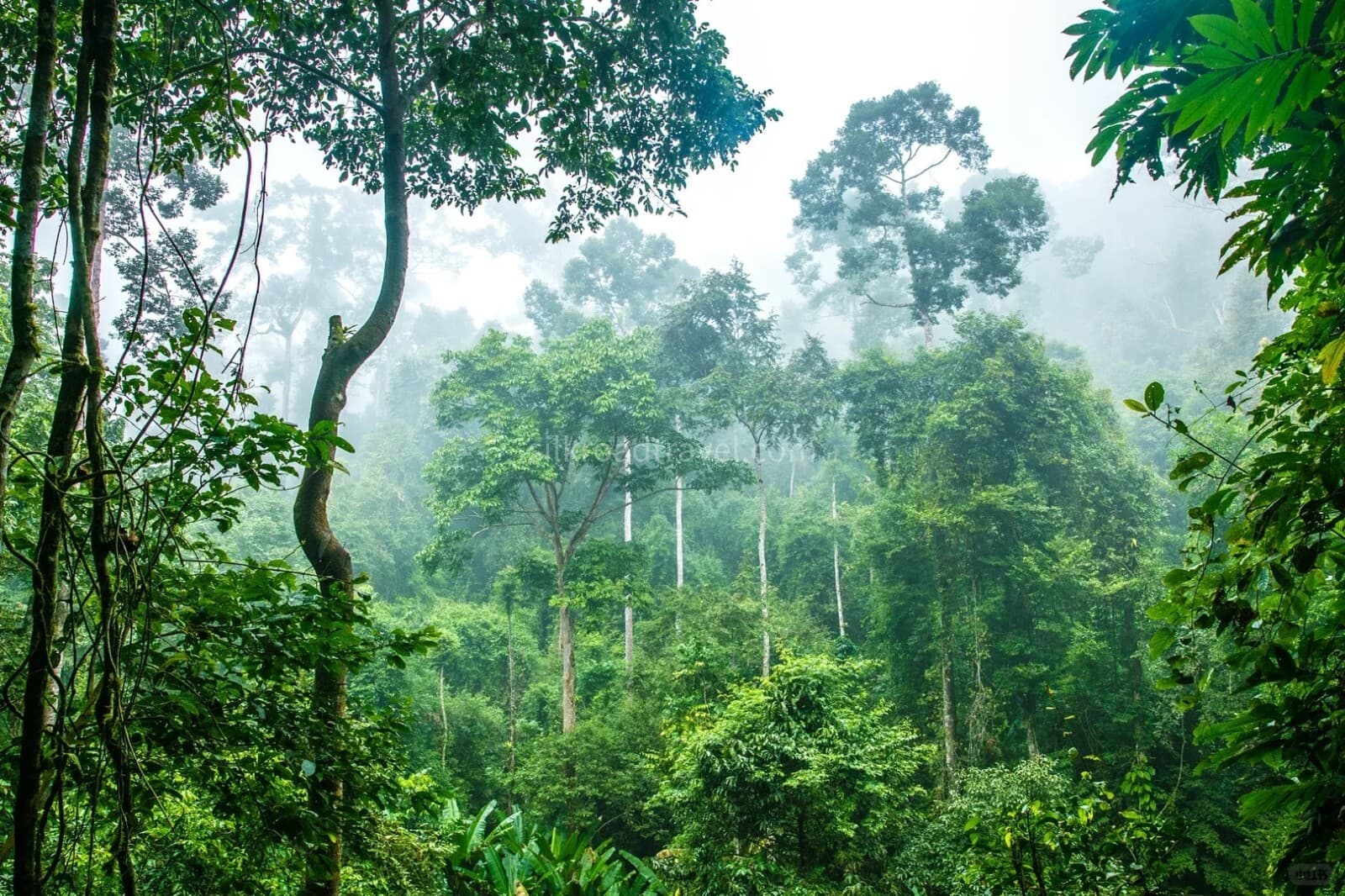 Primitive Forest Park