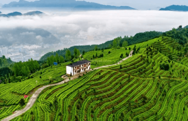 nannuo-mountain-ancient-tea-plantation