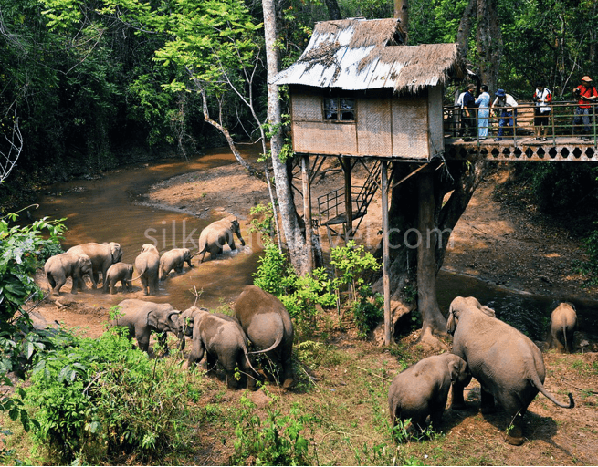 wild-elephant-valley
