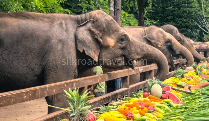 wild-elephant-valley-scenic-area