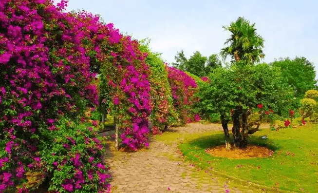 flower-garden