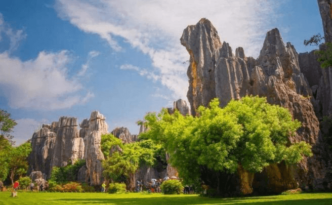 stone-forest