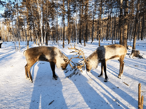 reindeer-park