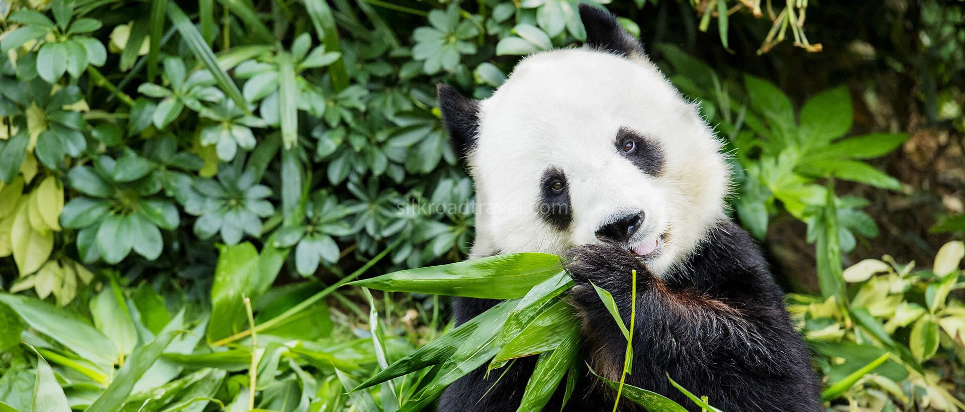 chengdu-giant-panda-breeding-3 chengdu-giant-panda-breeding-3