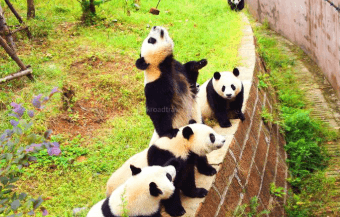 chengdu-6