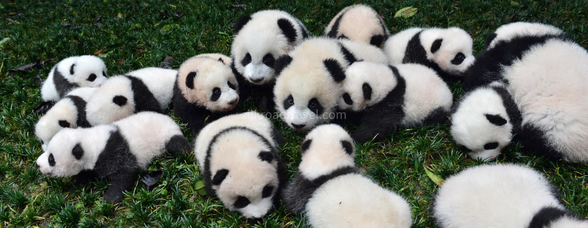 chengdu-giant-panda-breeding-2 chengdu-giant-panda-breeding-2