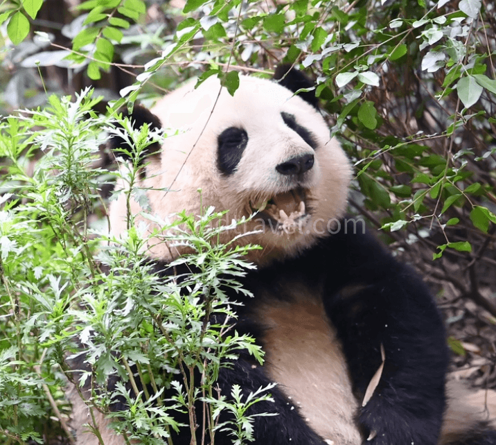 chengdu