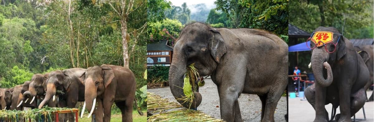 yunnan wild elephant valley.jpg