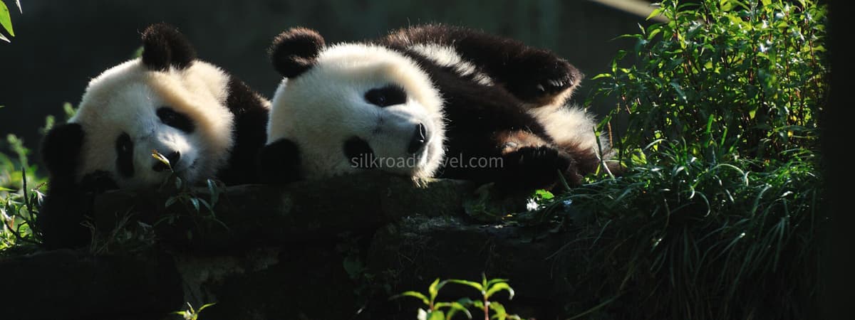 chengdu-giant-panda-breeding-1.jpg