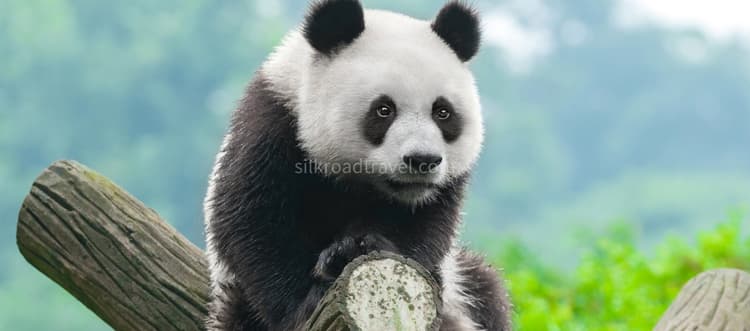 chengdu-giant-panda-breeding-4.jpg