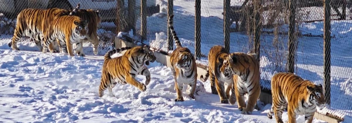 Siberian Tiger Park.jpg