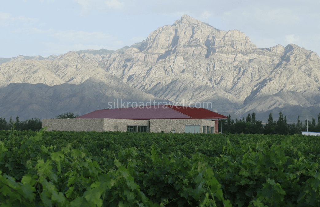5-days-ningxia-desert-and-wine-tour