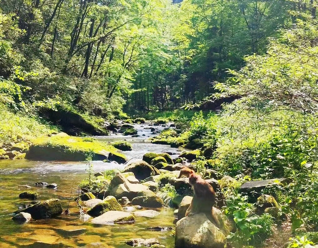 golden-whip-stream