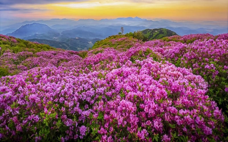 bijie-rhododendron-scenic-area
