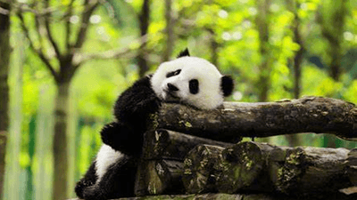 9-days-to-chengdu-chongqing-zhangjiajie
