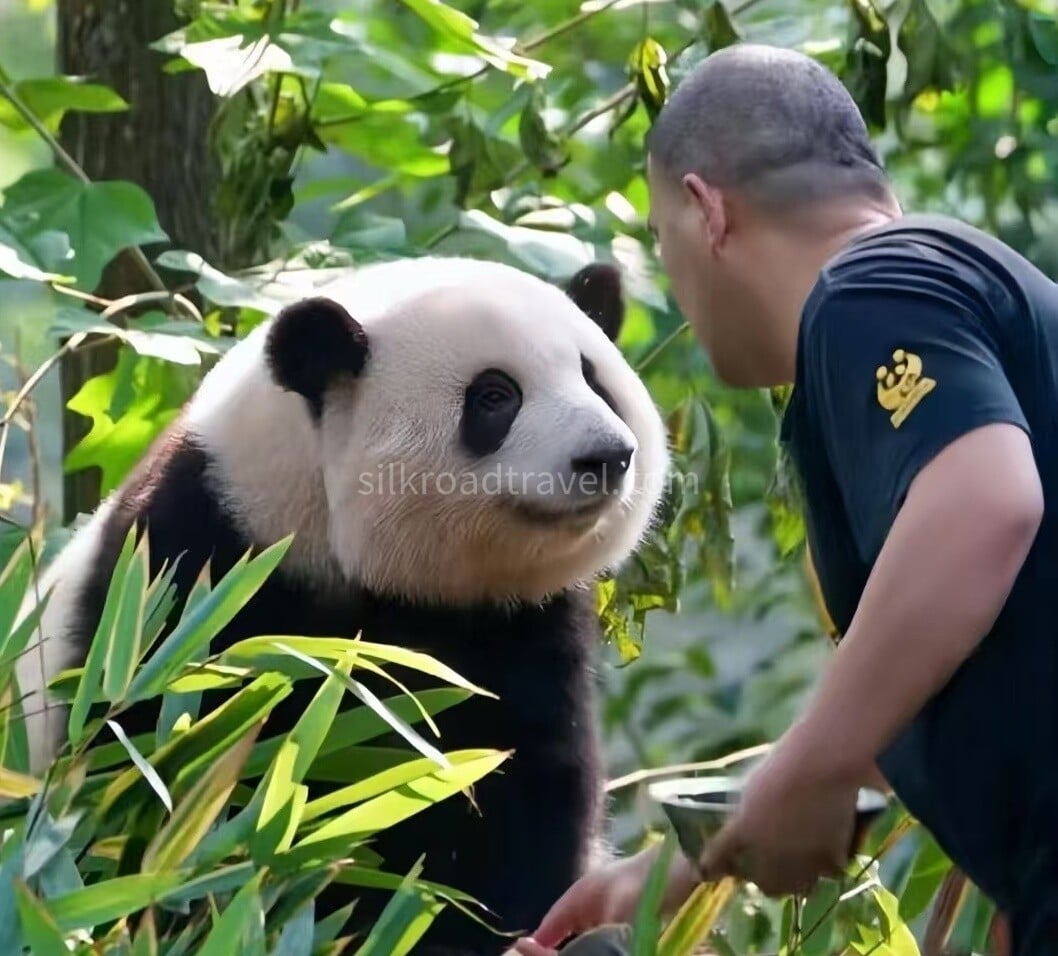 giant-panda-base