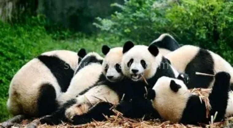 7-days-sichuan-classic-tour