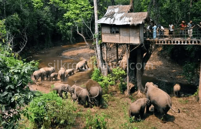 wild-elephant-valley