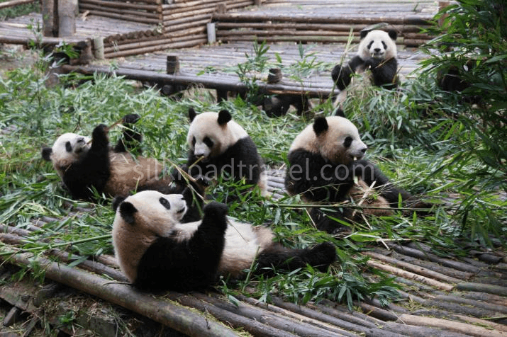 chengdu-1