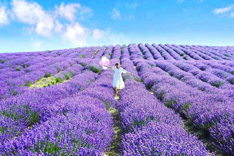 Huocheng Lavender-8.jpg Huocheng Lavender-8.jpg