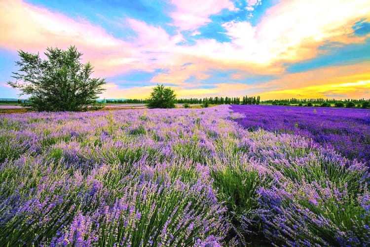 Huocheng Lavender-9.jpg Huocheng Lavender-9.jpg