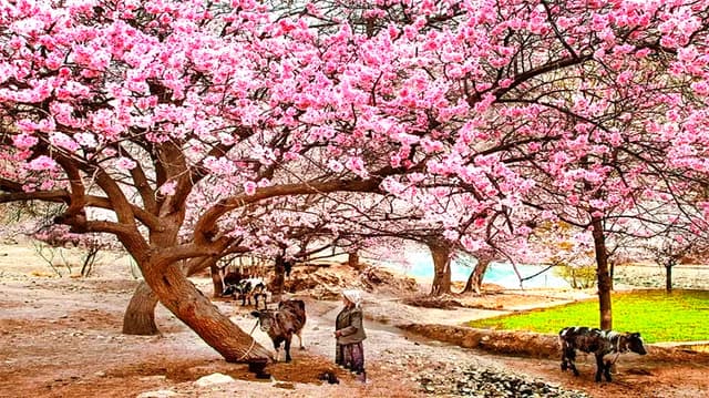 Tashkurgan Apricot Flowers-2.jpg Tashkurgan Apricot Flowers-2.jpg