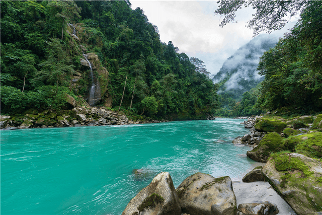 tropical forests.png tropical forests.png