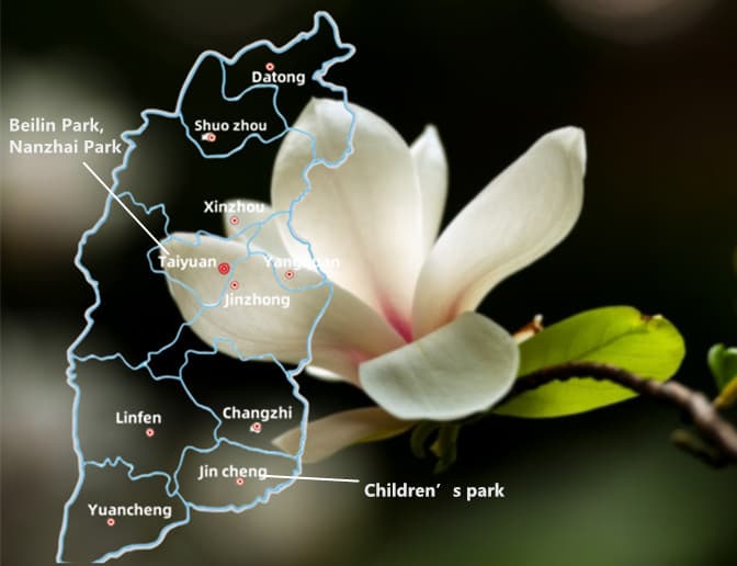 Magnolia Magnolia