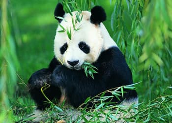 Panda Panda