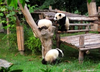 Panda Base Panda Base