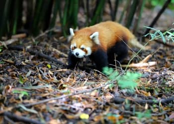 Other Species in Panda Base Other Species in Panda Base