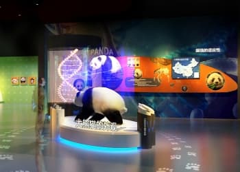 Giant Panda Museum Giant Panda Museum
