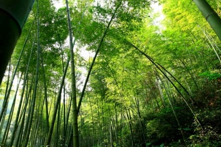 Purple Bamboo Forest.jpg Purple Bamboo Forest.jpg