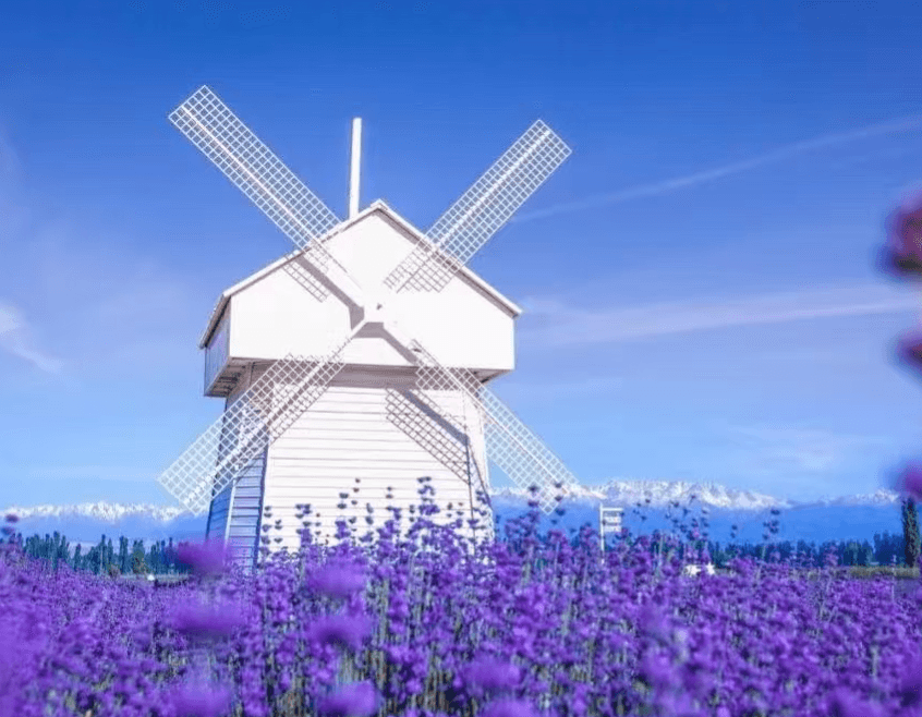 xinjiangyili lavender.png xinjiangyili lavender.png
