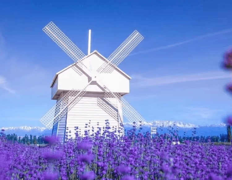 xinjiangyili lavender.png xinjiangyili lavender.png